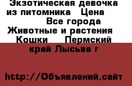 Экзотическая девочка из питомника › Цена ­ 25 000 - Все города Животные и растения » Кошки   . Пермский край,Лысьва г.